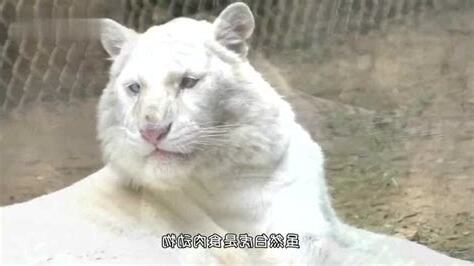 白虎 陰部